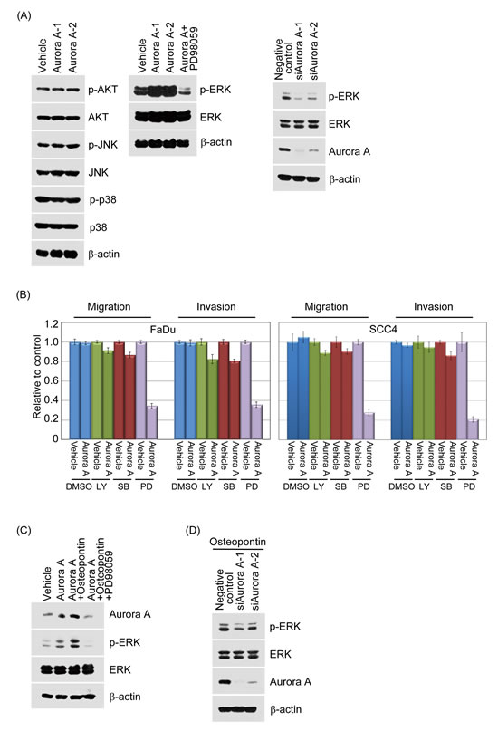 Figure 8:Aurora-A modulates cell migration and invasion through enhanced ERK activity.