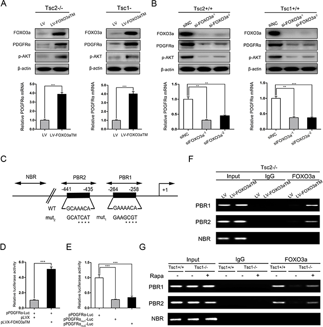 mTORC1 downregulates PDGFR&#x0251;/AKT pathway through inhibition of FOXO3a.