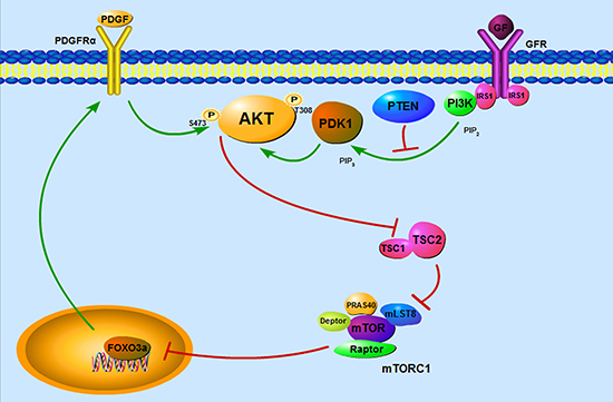 Schematic illustration of TSC1/TSC2/mTORC1 pathway regulation of PDGFR&#x0251;/AKT signaling cassette through FOXO3a.
