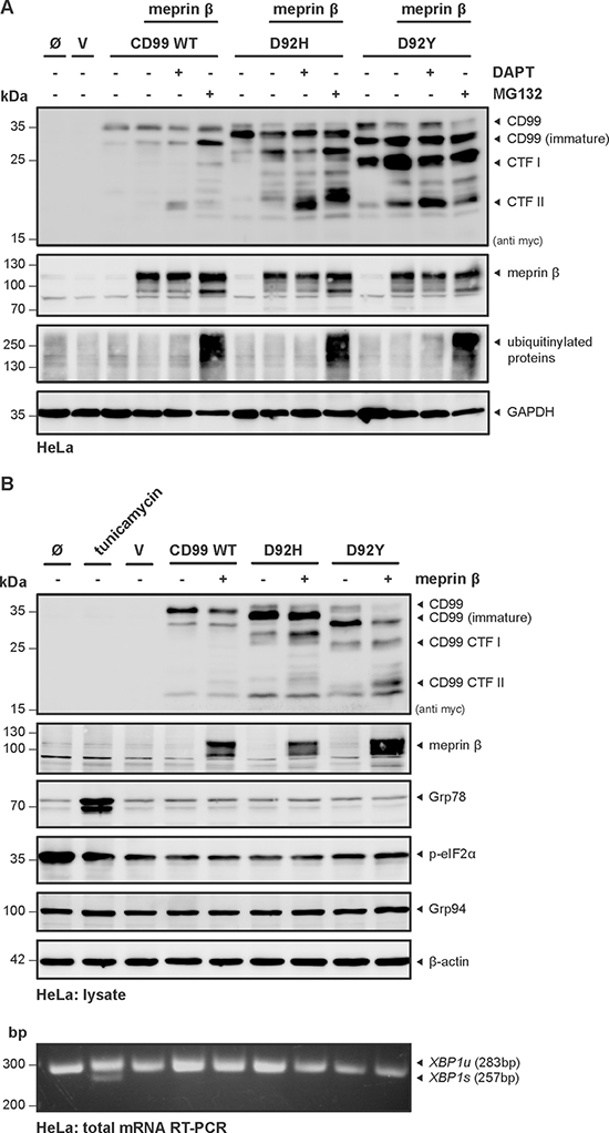 Misfolding and proteasomal degradation of Cd99 WT, D92H and D92Y does not induce ER-stress.