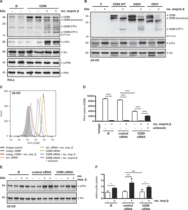 Meprin &#x03B2; induces Src phosphorylation independent of CD99.