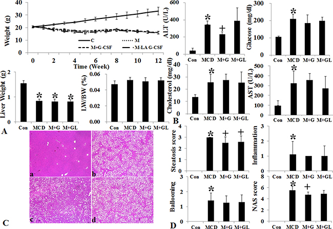 Changes of body weight, liver histology and biochemistry following long acting G-CSF treatment in methionine choline deficiency diet induced fatty liver model.