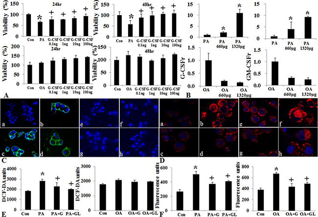 Effect of G-CSF on cell viability, oxidative stress, and G-CSFr expression in PA and OA induced vitro lipotoxicity models.
