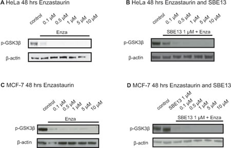 Western Blot analyses of pGSK3&#x3b2; protein levels in HeLa and MCF-7 cells after treatment with Enzastaurin and SBE13.