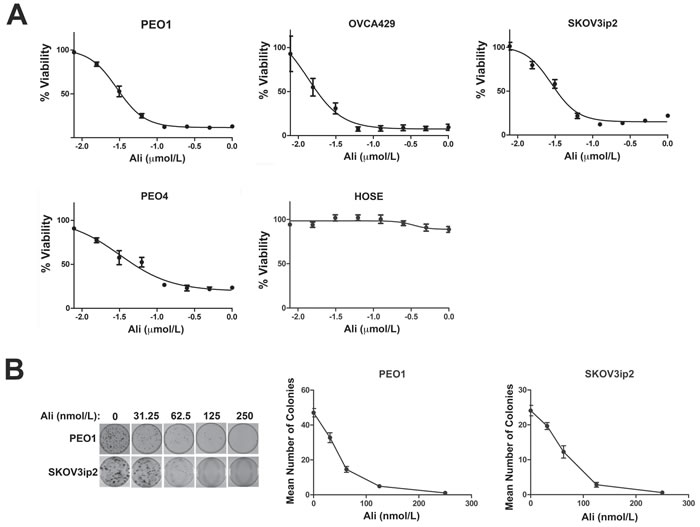 Inhibition of AURKA activity diminishes the growth and clonogenic survival of ovarian carcinoma cells.