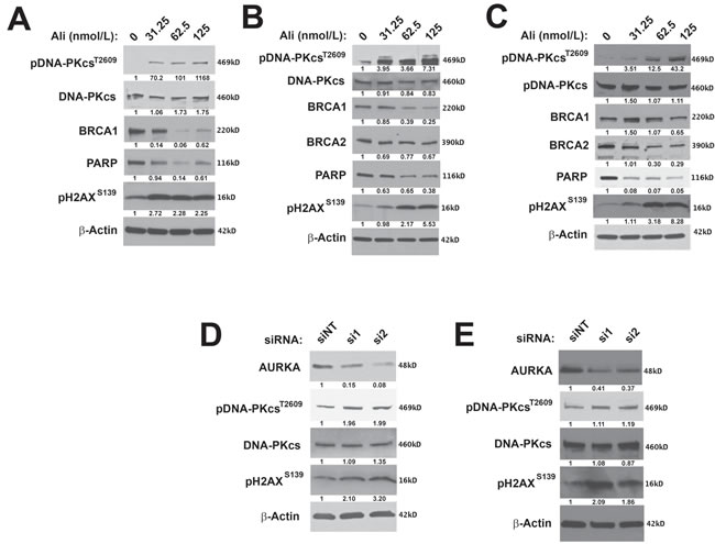 Inhibition of AURKA activity stimulates the NHEJ pathway and decreases the expression of HR proteins.