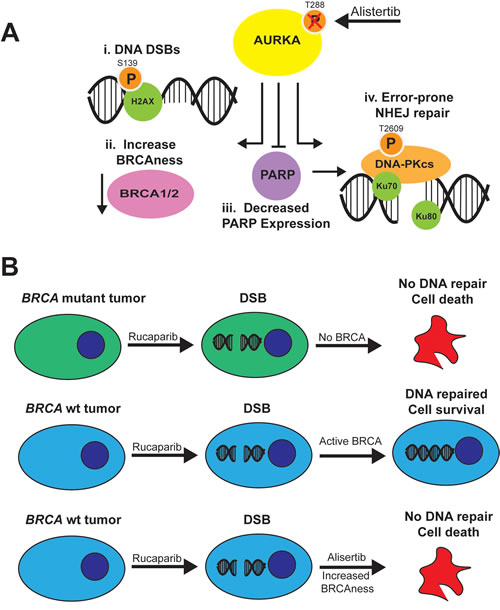 Model for effects of AURKA inhibition on NHEJ in ovarian carcinoma cells and combination with PARP inhibitors.