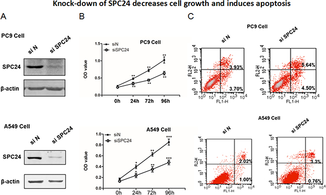 Knocking down SPC24 represses cell growth and promotes apoptosis in lung cancer cell lines.