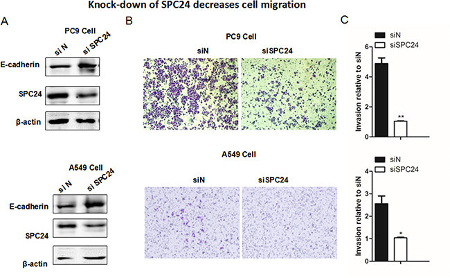 Knocking down SPC24 suppresses cellular migration in lung cancer cell lines.