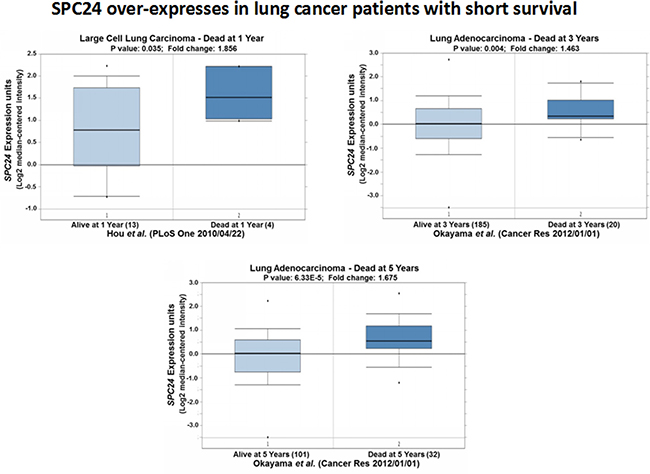 SPC24 over-expression is associated with lung tumors from patients with short survival.