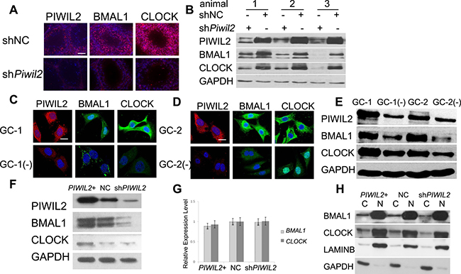 PIWIL2 promotes expression of BMAL1 and CLOCK.