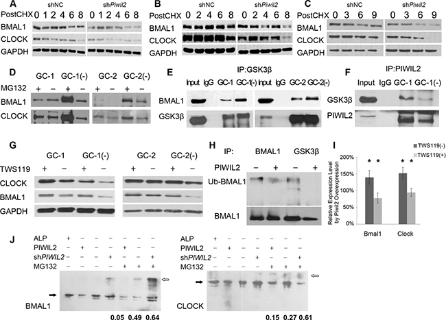 PIWIL2 blocks GSK3&#x03B2; induced ubiquitination and degradation of BMAL1 and CLOCK.