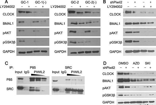 PIWIL2 facilitates SRC binding with PI3K to activate PI3K-AKT pathway.