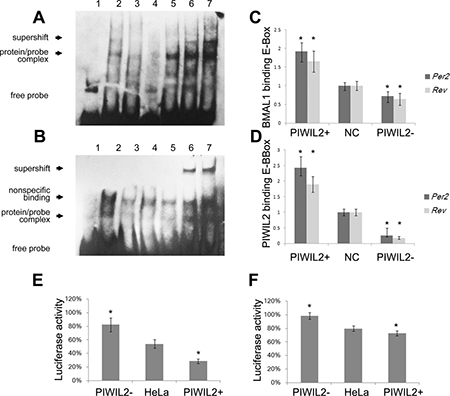 PIWIL2 enhances transcriptional activation activity of E-BOX elements.