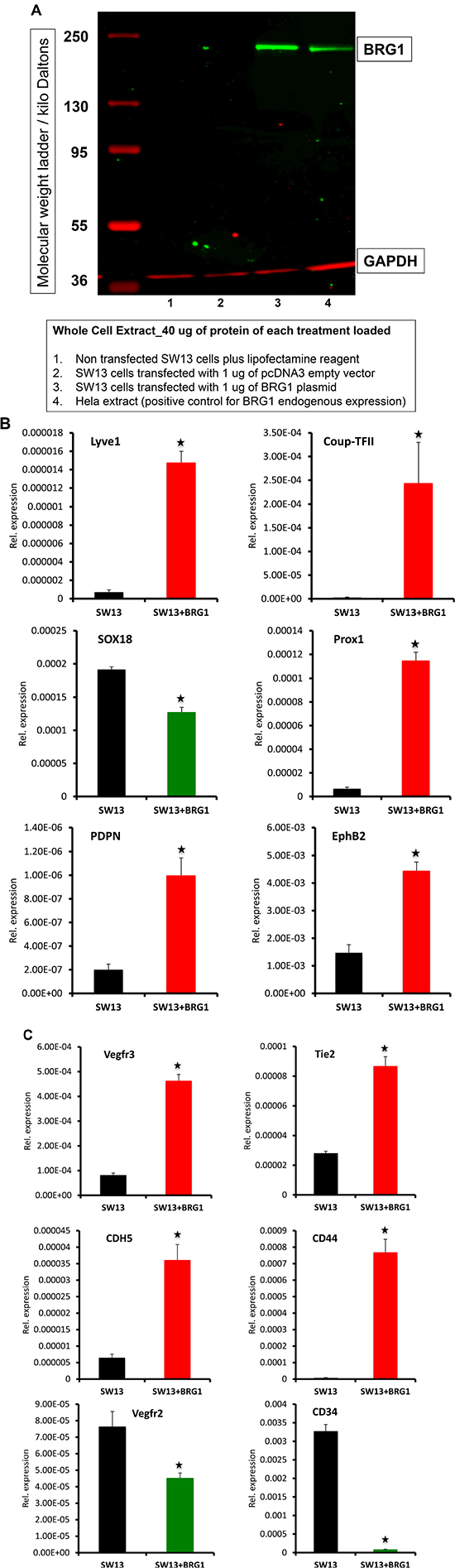 Transient expression of BRG1 in SW13 cells affects the expression of lymphatic and blood vascular endothelial related genes.