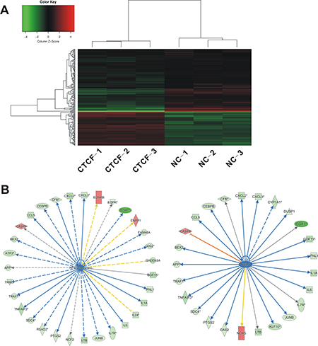 Identification of differentially expressed genes in MDA-MB-231 cells overexpressing CTCF.