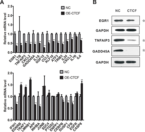 CTCF overexpression downregulates multiple NF-&#x03BA;B target genes in MDA-MB-231 cells.