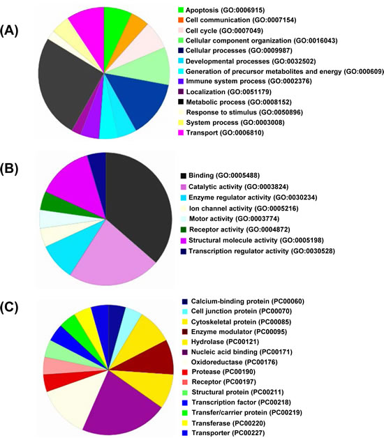 Gene Ontology analysis.