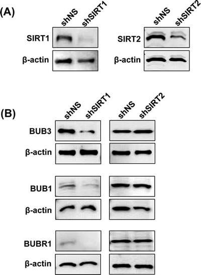 Effect of SIRT1 and SIRT2 knockdown on BUB family proteins.