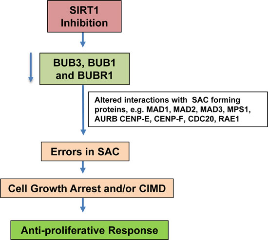 Schematic representation of possible mechanism of SIRT1 inhibition mediated antiproliferative responses in human melanoma cells.