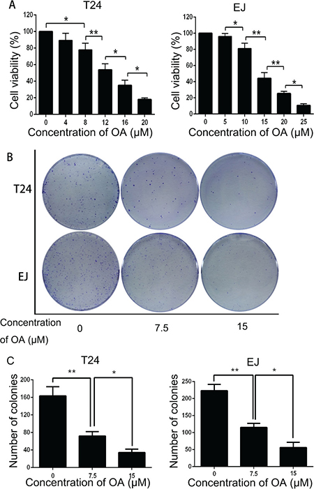OA inhibited cell viability and proliferation in bladder cancer cells.
