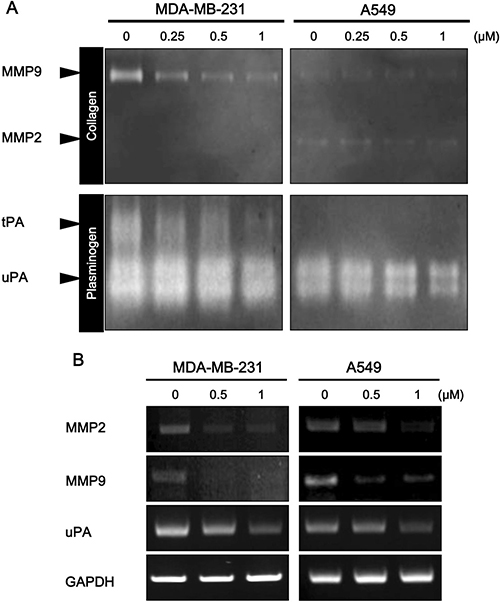 Effect of daurinol on MMP2, MMP9, and uPA expression and activity.