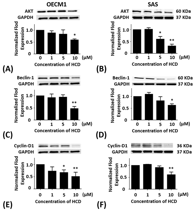 Altered protein levels of Akt, Beclin-1, and cyclin D1 of OECM1 and SAS cells treated with HCD.