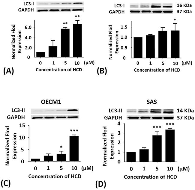 Altered protein levels of LC3-I and II of OECM1 and SAS cells treated with HCD.