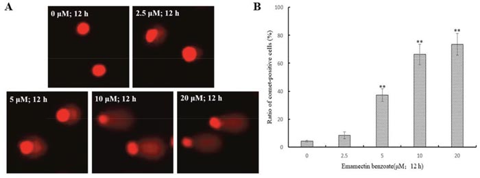 EMB induced DNA damage in QSG7701 cells.