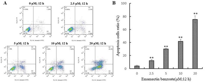 EMB-induced apoptosis in QSG-7701 cells.