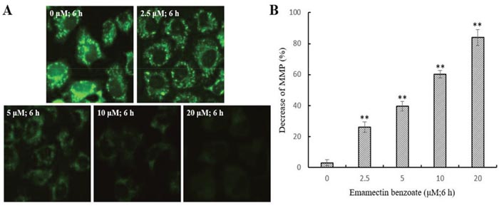 Depolarization of &#x0394;&#x03A8;m in EMB-treated QSG7701 cells.