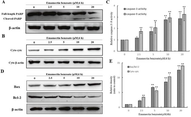 Effect of EMB on the expression of apoptosis-related proteins in QSG7701 cells.