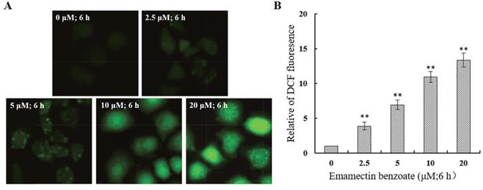 EMB induced generation of intracellular ROS in QSG7701 cells.