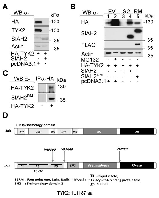 Fig 1: Catalytically intact SIAH2 reduces TYK2 protein levels.
