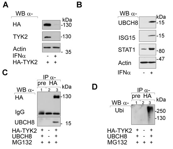 Fig 2: SIAH2 interacts with UBCH8.