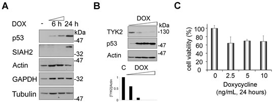 Fig 4: Induction of SIAH2 by p53 is linked to a decrease of endogenous TYK2.