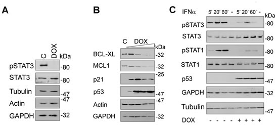 Fig 5: Induction of p53 blocks STAT signaling.