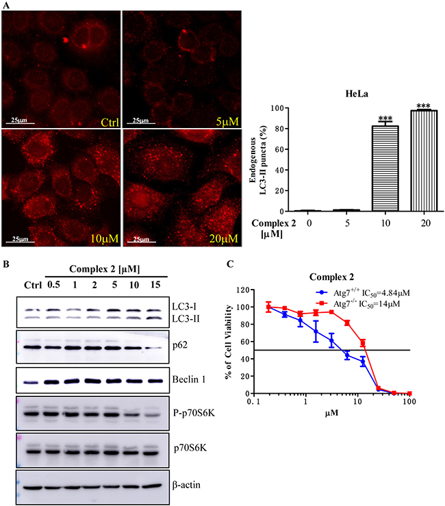 Cobalt complex 2 induces autophagy and autophagic cell death in cancer cells.