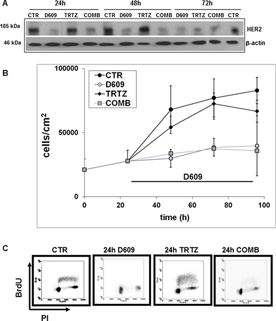 Differential effects of D609 and trastuzumab on HER2 protein expression, cell proliferation and cell cycle of SKOV3.ip cells.