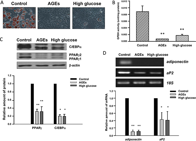 Blockage of 3T3-L1 preadipocyte differentiation by AGEs and high glucose.