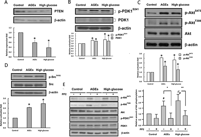 Src kinase and PI3-kinase-Akt pathway are activated in high glucose- and AGEs-treated 3T3-L1 cells.