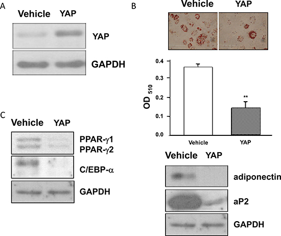 The blockage of adipogenesis in YAP overexpressed 3T3-L1 cells.