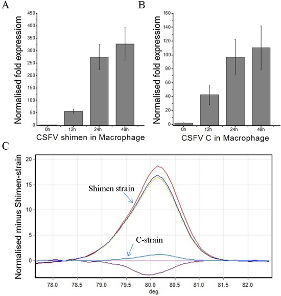 qPCR and high resolution melt analysis of CSFV Shimen and C strain proliferation in macrophages