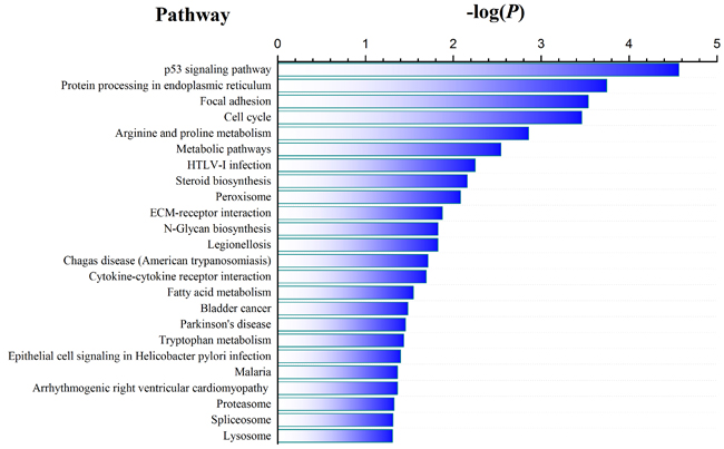 Pathway enrichment analysis in CSFV Shimen-infected versus control macrophage samples.