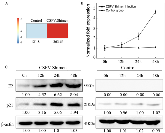 CSFV Shimen infection increased the expression of p21 mRNA and protein in macrophages.