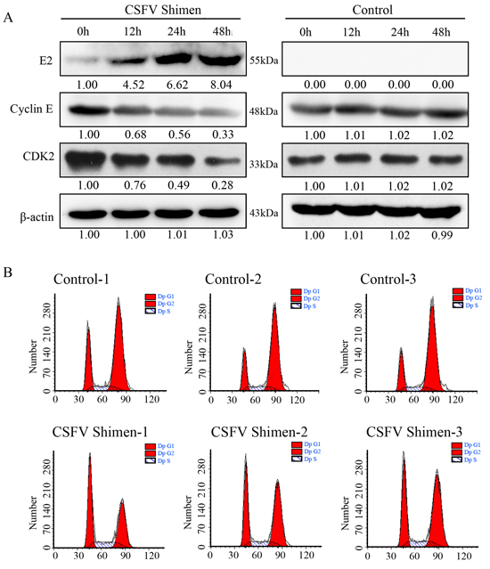 CSFV Shimen decreased cyclin E and CDK2 expression, which promoted cell cycle arrest.