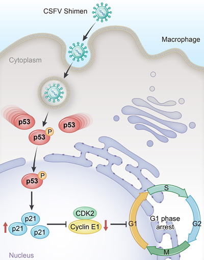 Proposed mechanism for upregulated p53 signaling to promote cell cycle arrest in porcine alveolar macrophages induced by CSFV Shimen.