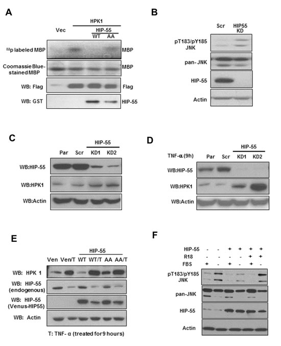 HIP-55/14-3-3 negatively regulates HPK1 kinase activity.
