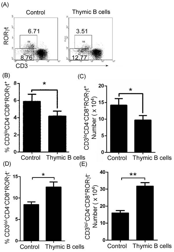 Thymic B-cell transfer up-regulated thymic CD4