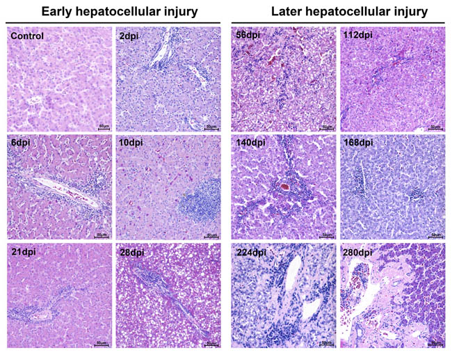 Microscopic lesions in mature ducks experimentally infected with DHAV-1 H strain.